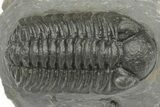 Phacopid (Adrisiops) Trilobite - Jbel Oudriss, Morocco #222402-2
